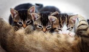 kattunge