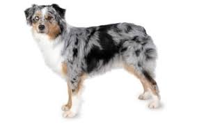 Australian Sheperd