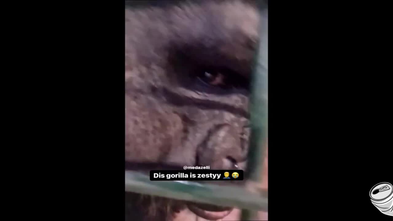 zesty gorilla