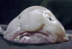 Blobfisk