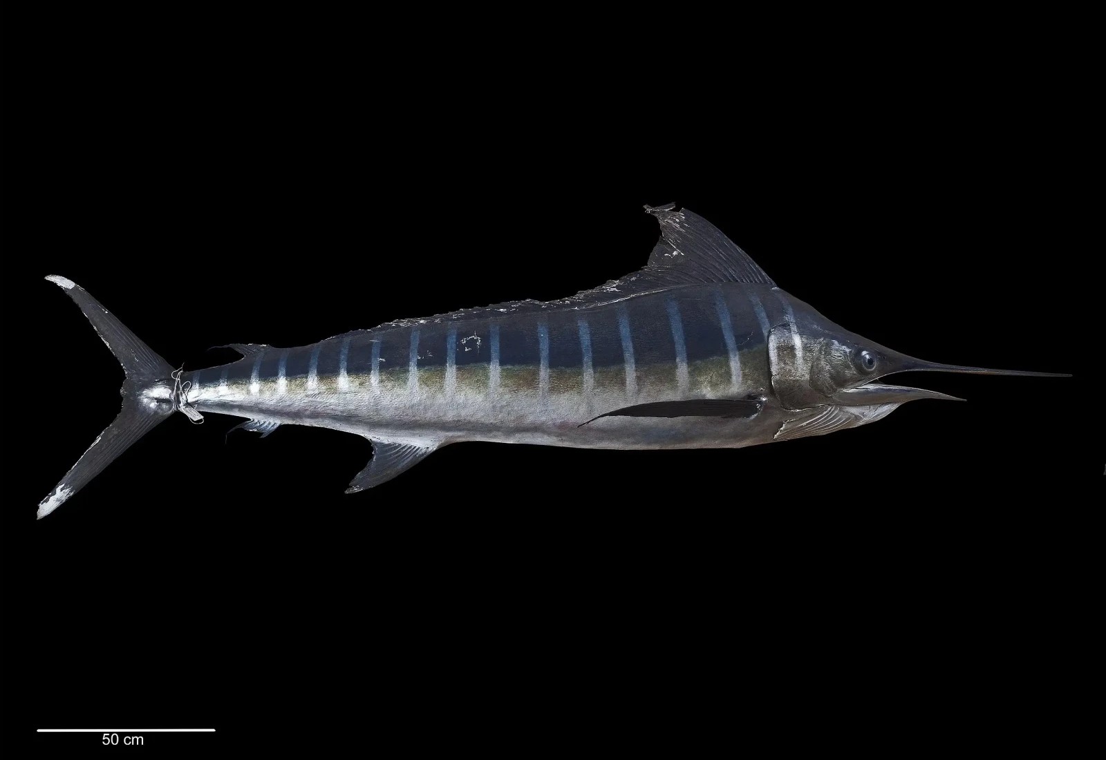 Svärdfisk