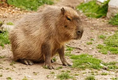 Capybara