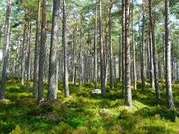 Bild på naturen