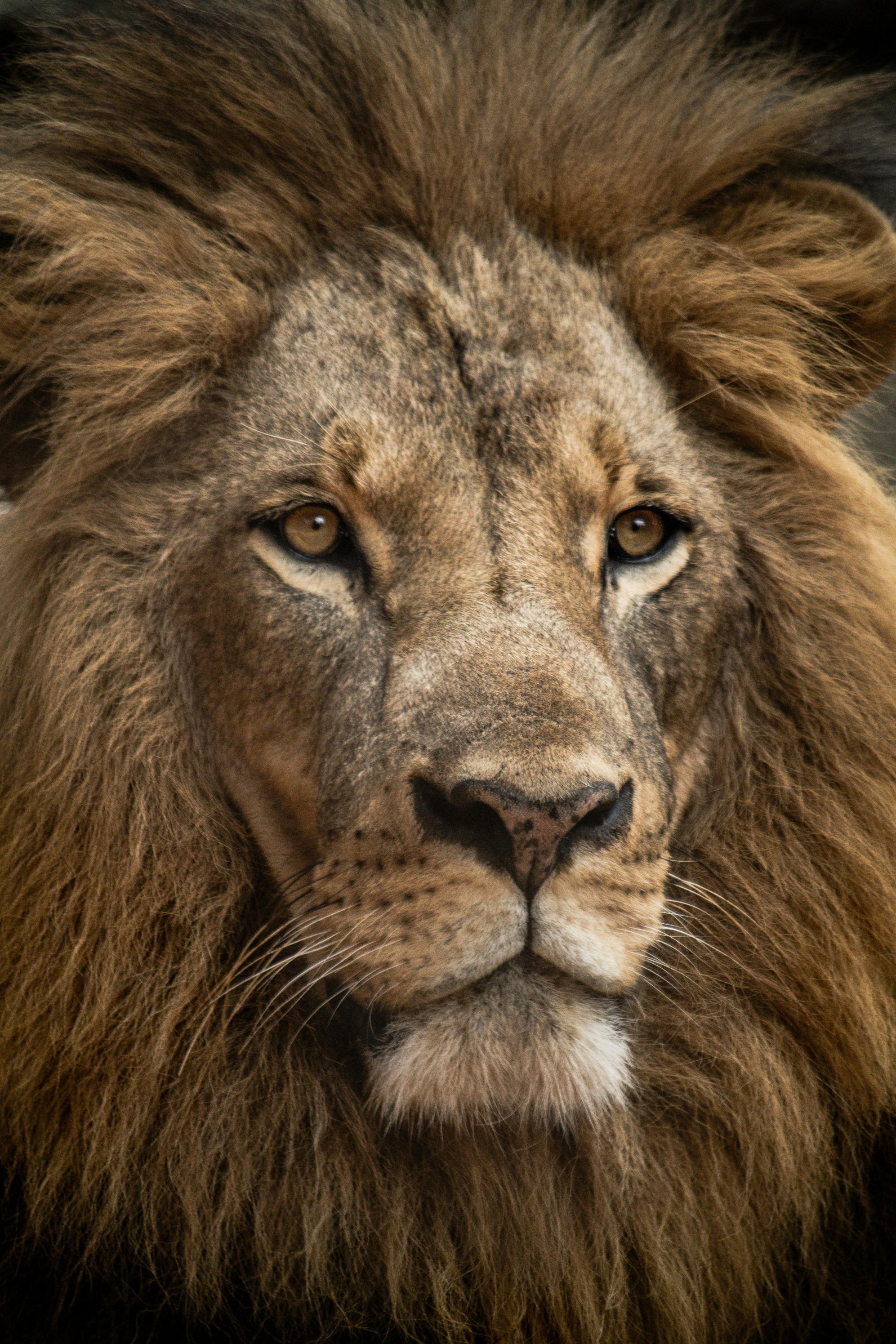 A closeup picture of a lion facing to the right