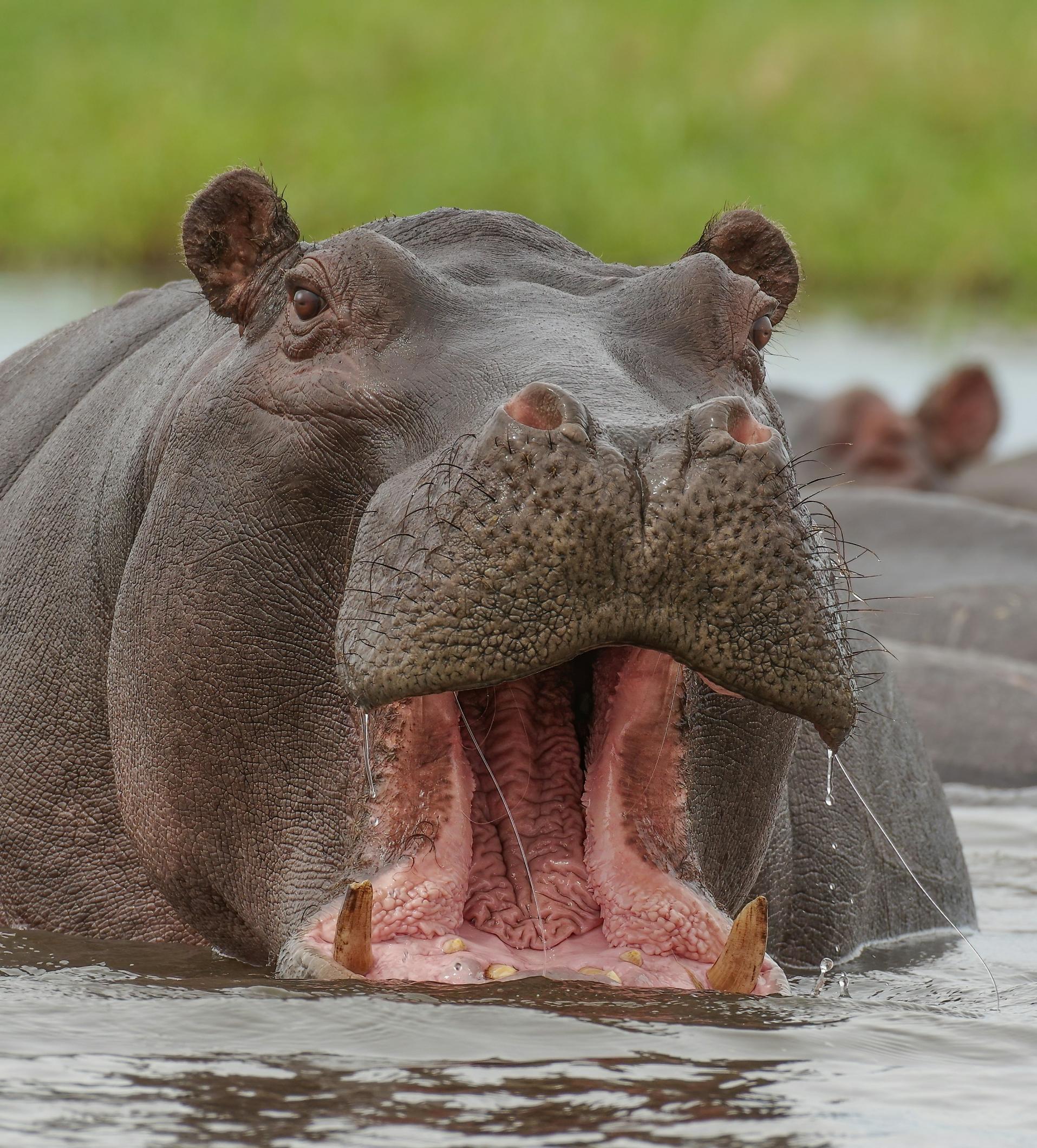 An image of a hippo in the water with it's mouth wide open