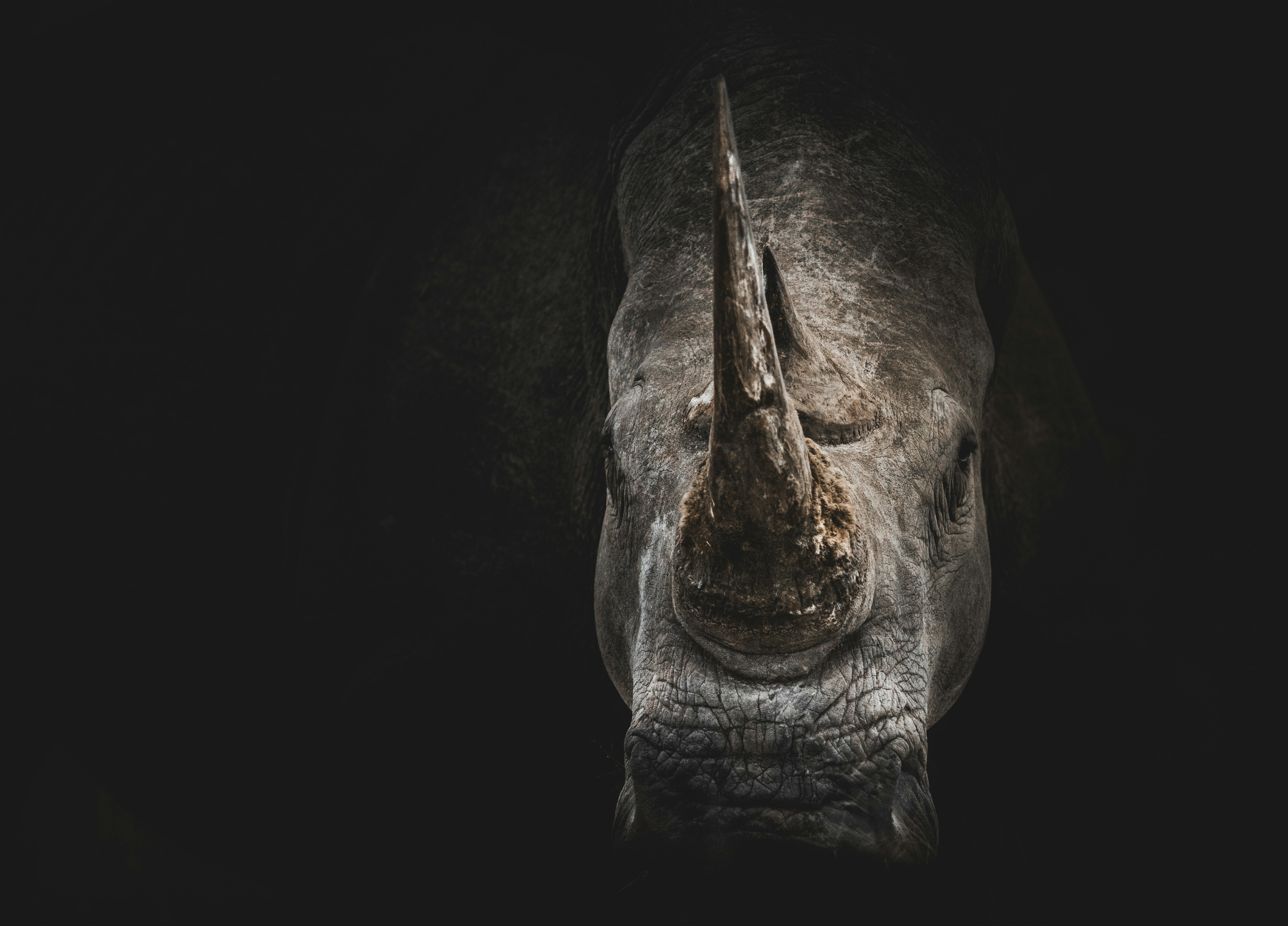 An image of a rhino coming out from the right side