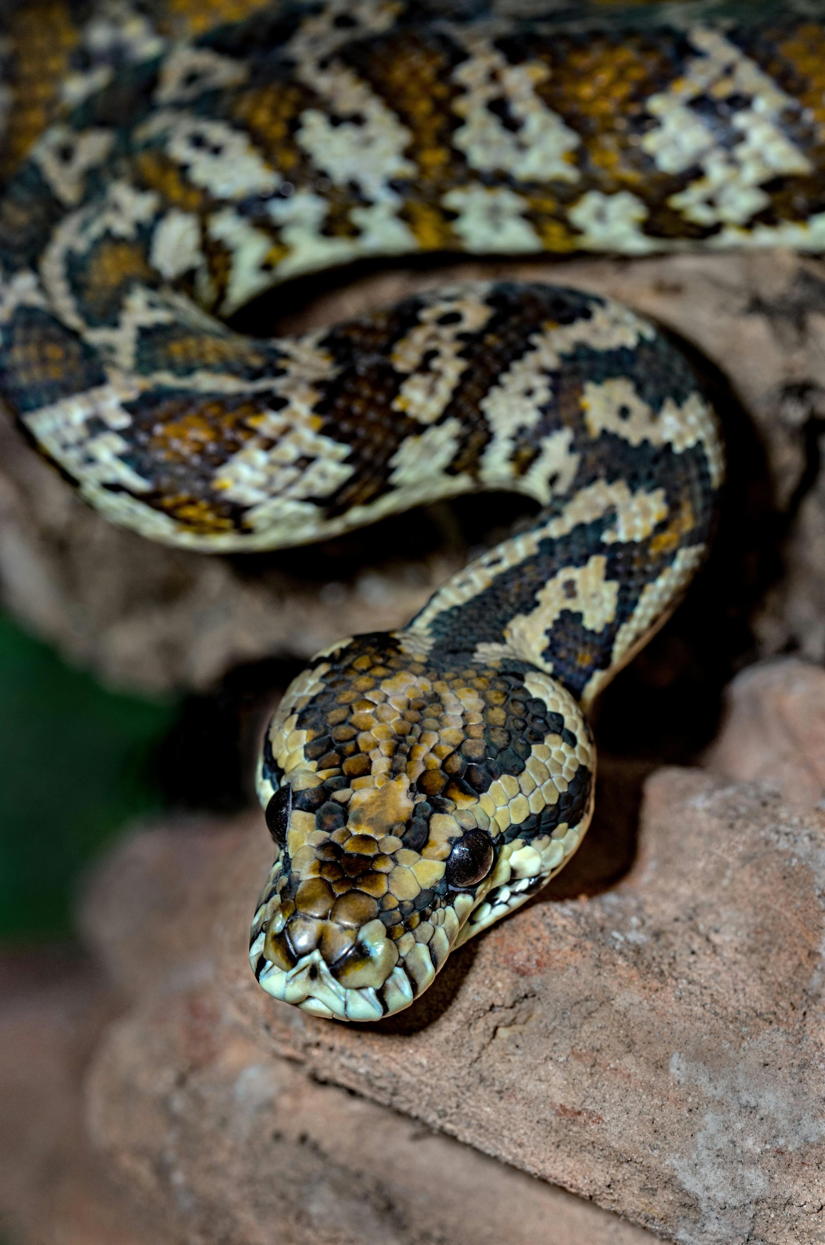 An image of a snake