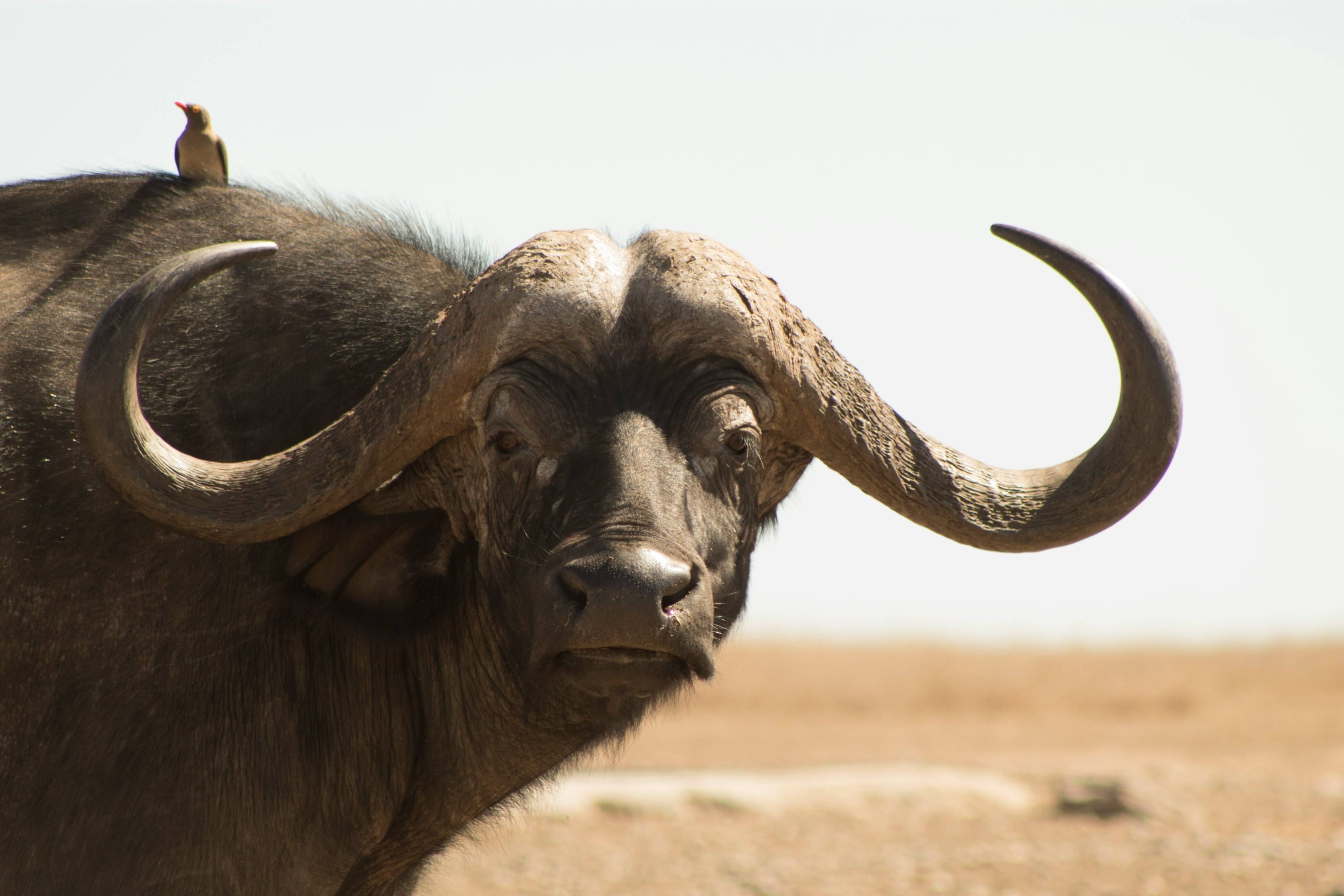 An image of a buffalo facing directly at the camera