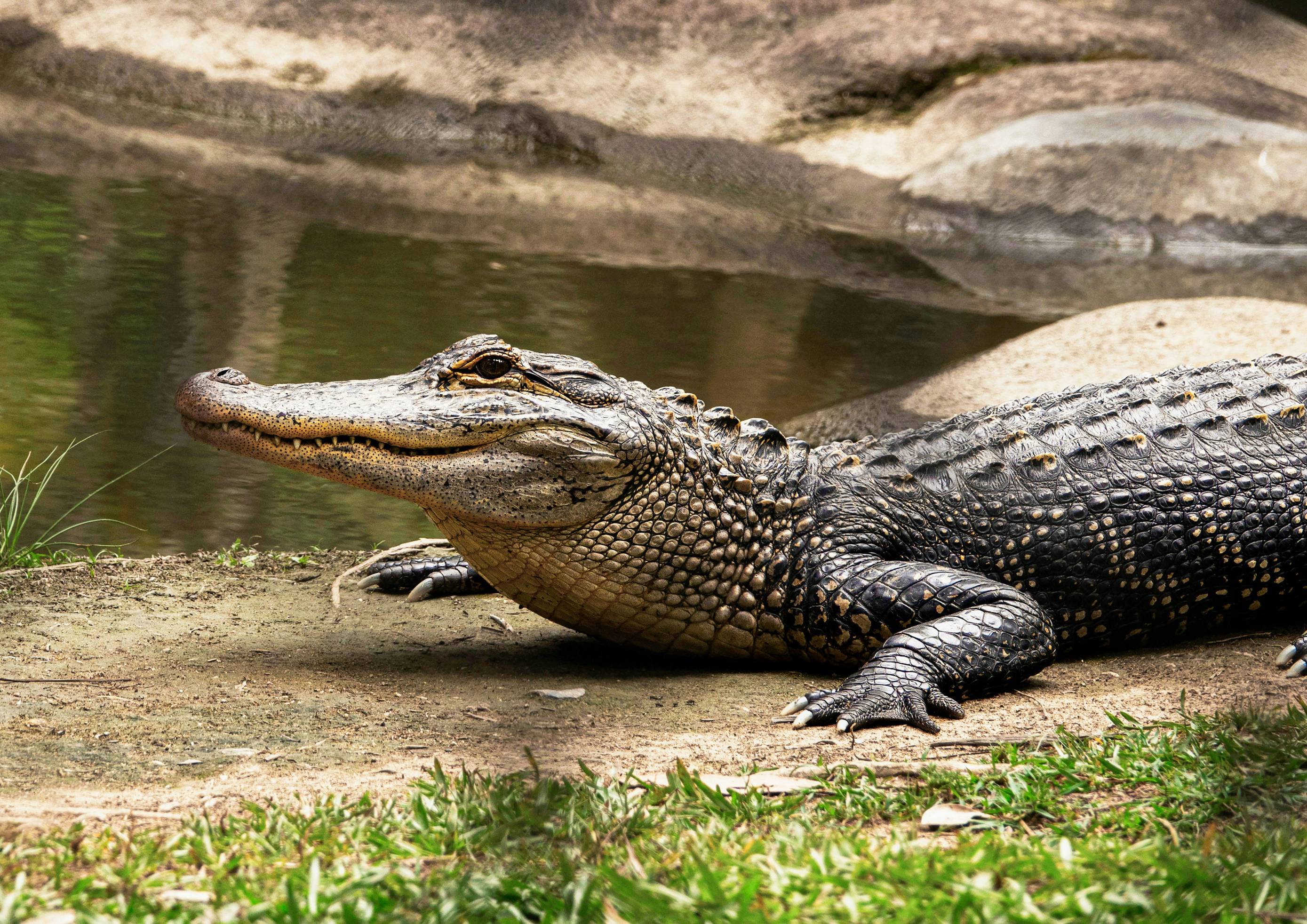 An image of a crocodile on the ground