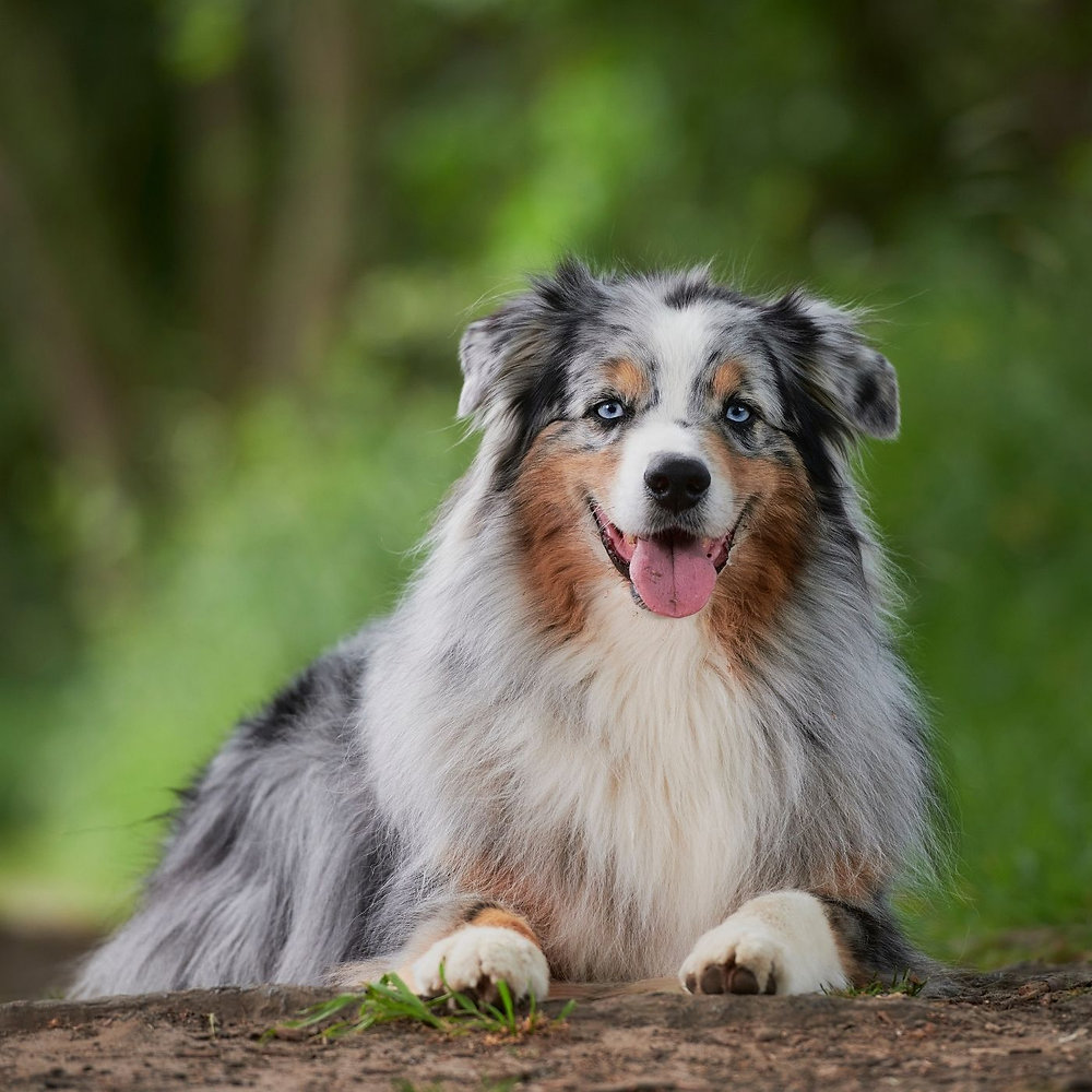 australian sheperd