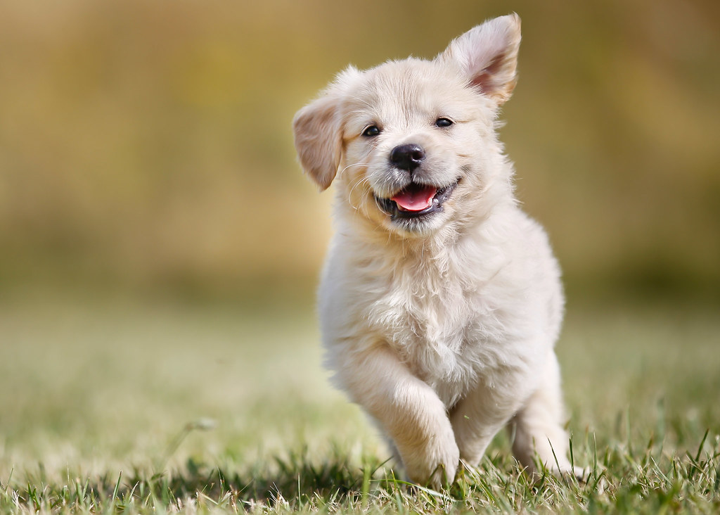 golden retriever