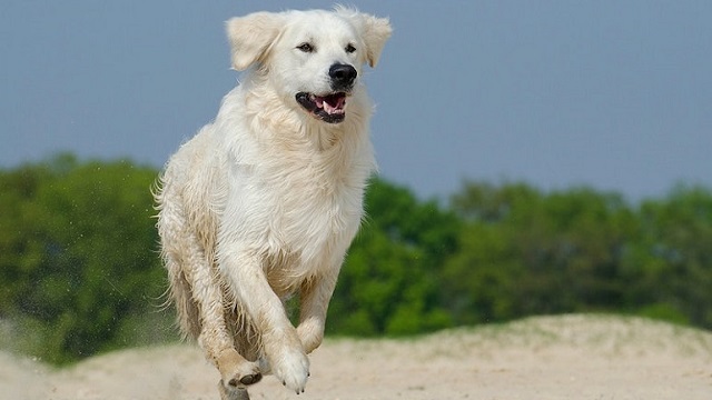 great pyrenees