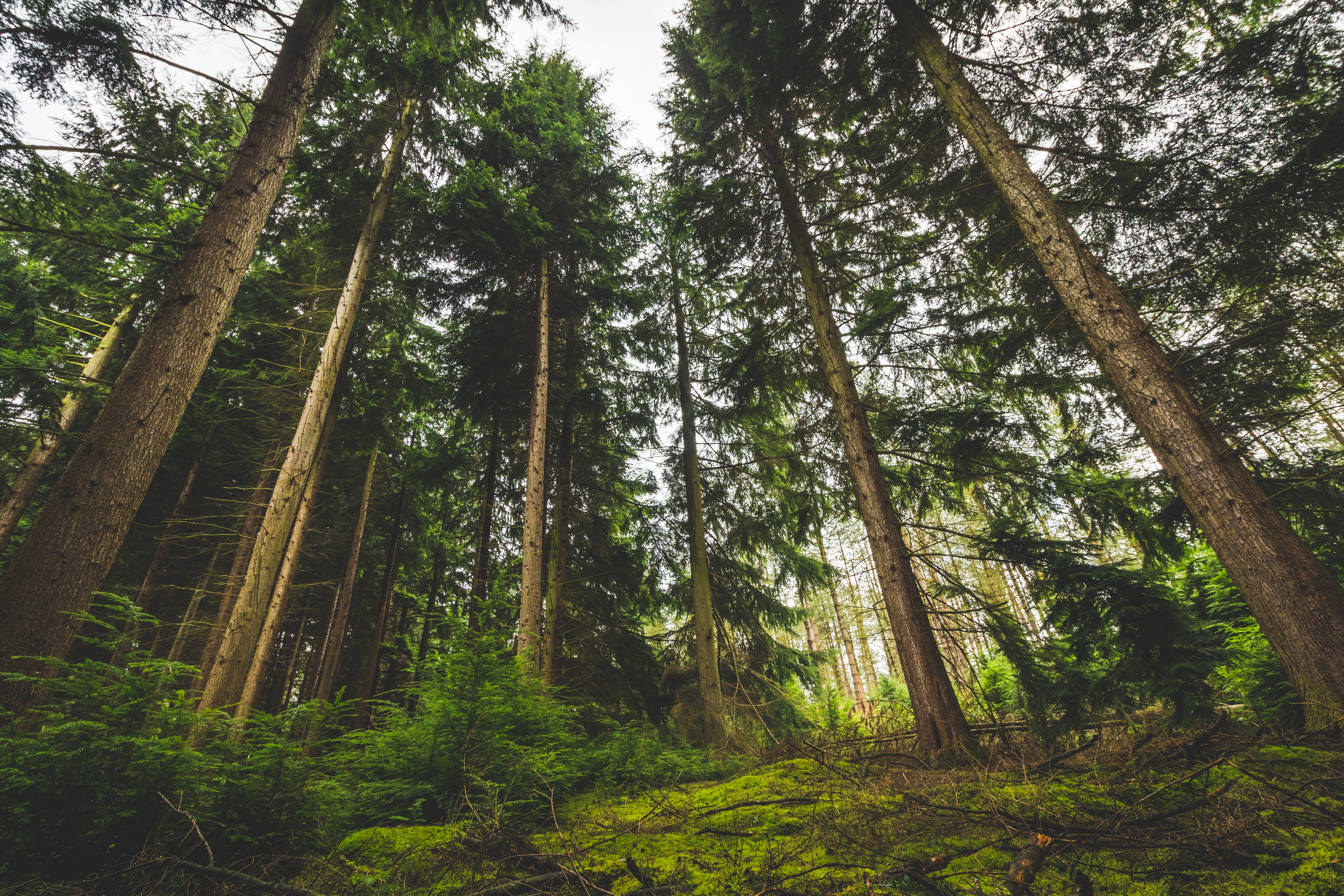 skog