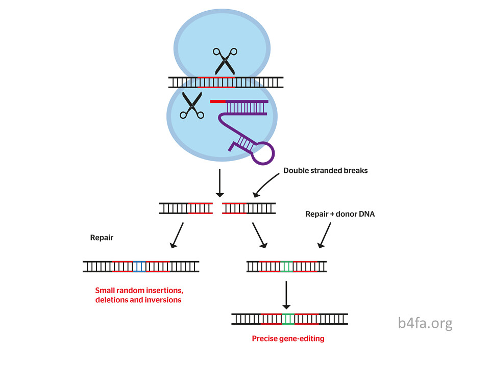 Diagram som visar CRISPR-Cas9-mekanismen