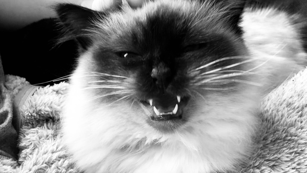 katt chewie