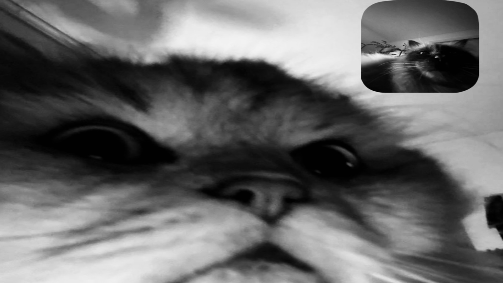 katt finn