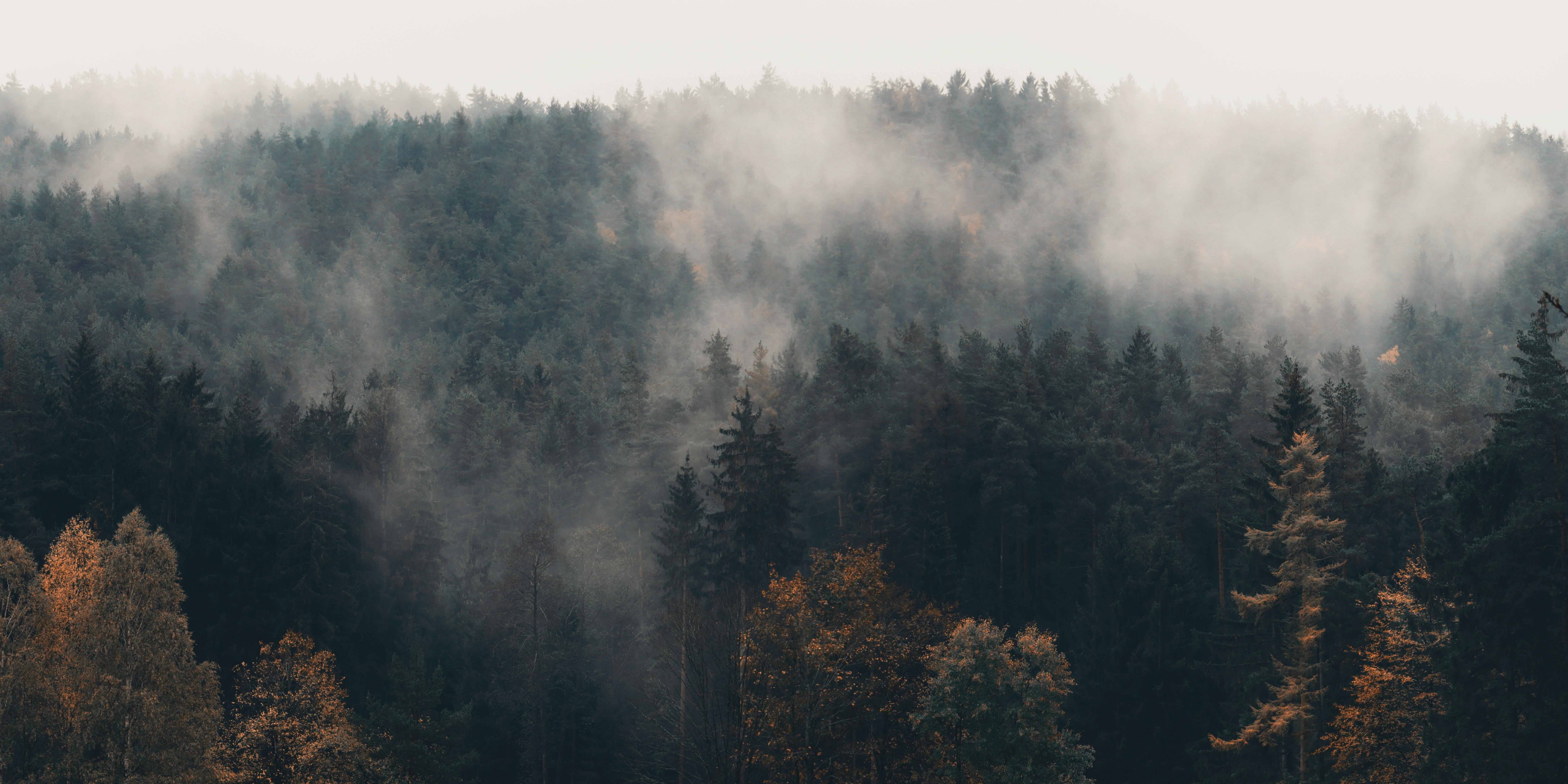 Aerial forest view from drone
