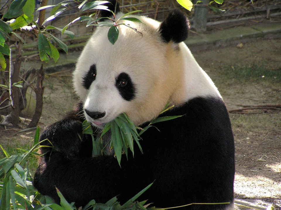 Pandasidan