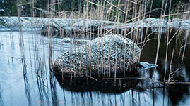 en sten halvt i vatten vid en klippa, omringad av vass
