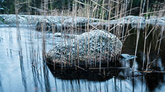 en sten halvt i vatten vid en klippa, omringad av vass