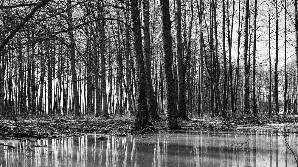 svartvit bild på träd i skogen