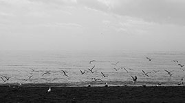 fiskmåsar vid havet