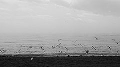 fiskmåsar vid havet