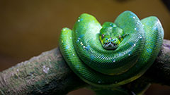 en grön orm ihoprullad på en pinne