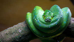 en grön orm ihoprullad på en pinne